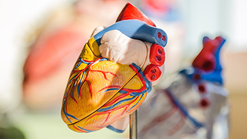 Getting to the heart of cardiovascular disease in viral infections