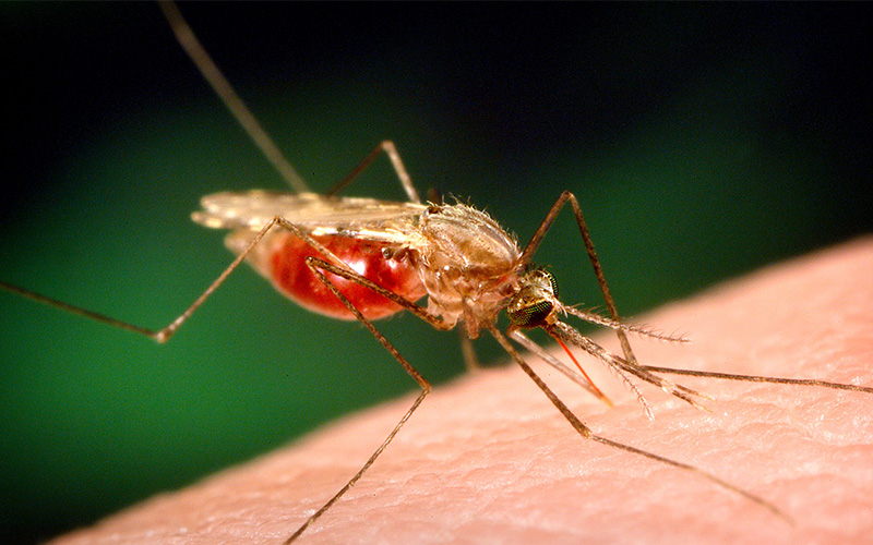 Anopheles mosquito