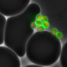 Discovering novel antimalarials to block parasite invasion of human cells