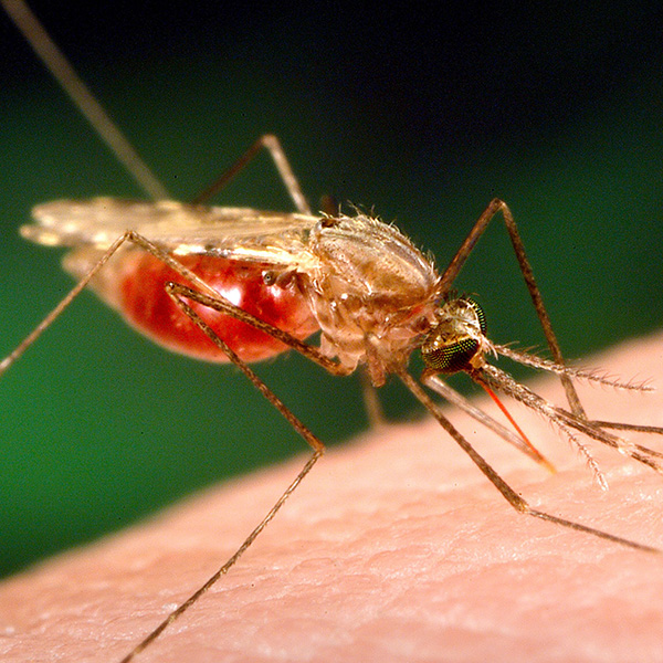 Improving malaria vaccines for children