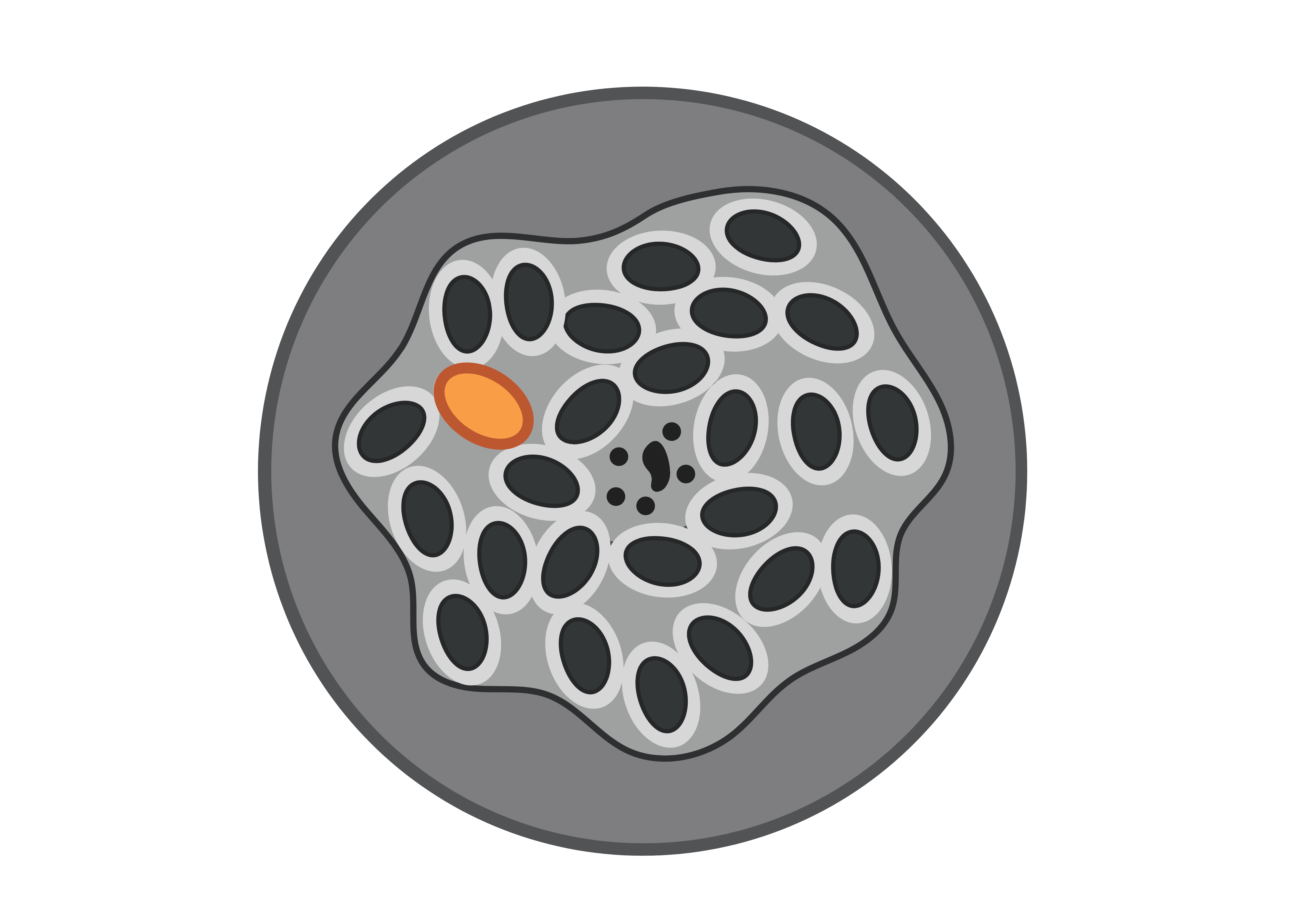Host directed therapy to boost protective immunity to malaria
