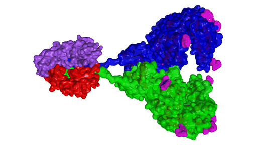 Anti-COVID-19 biological drugs for prevention and treatment