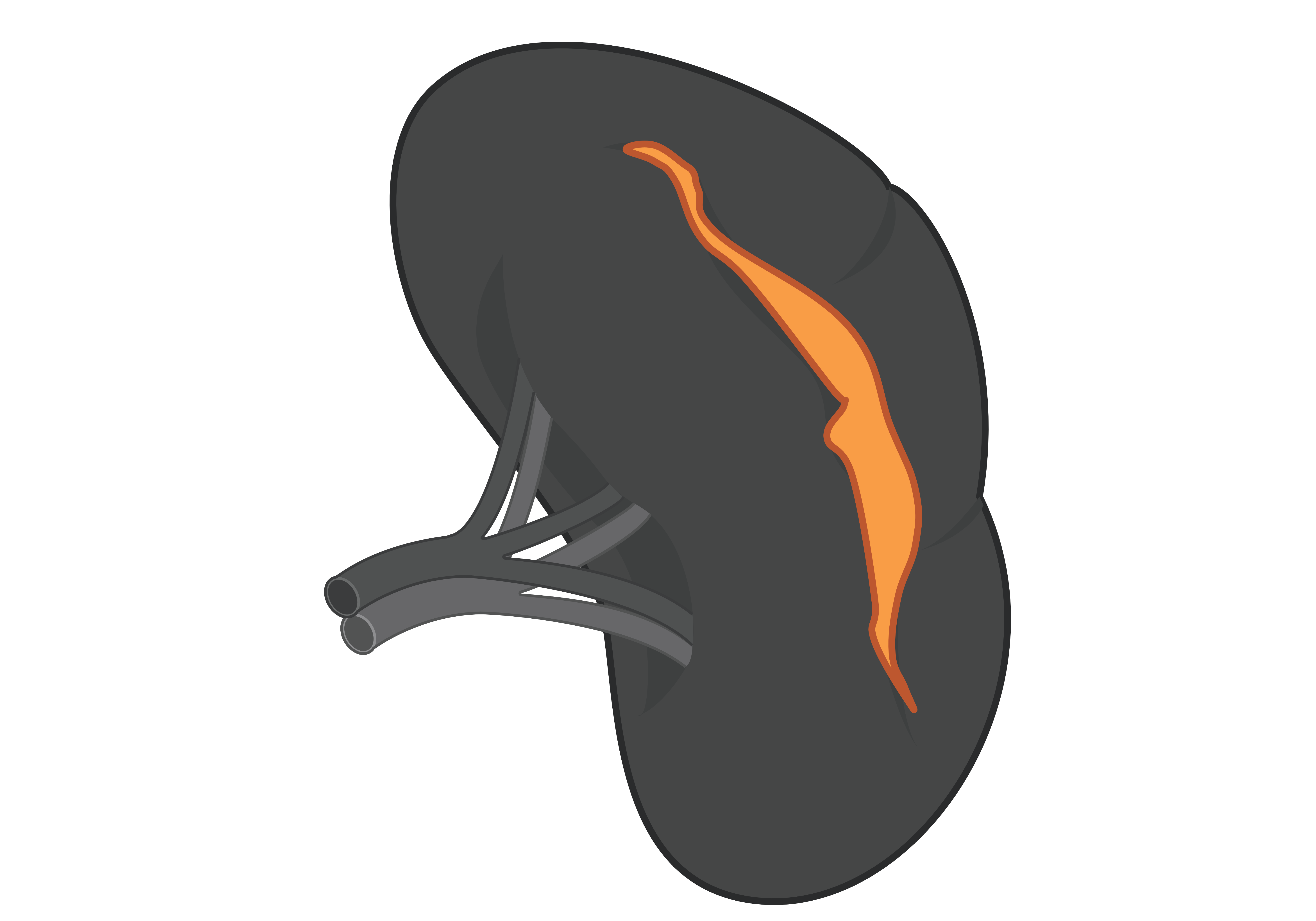 Malaria immune development in spleen germinal centres in human infection